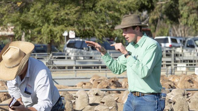 Auctioneer James Wilson from Nutrien Bendigo takes the bids. Picture: Zoe Phillips