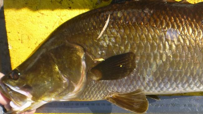 There were a number of barramundi caught in both lakes the smallest being 52 cm and the largest 64 cm