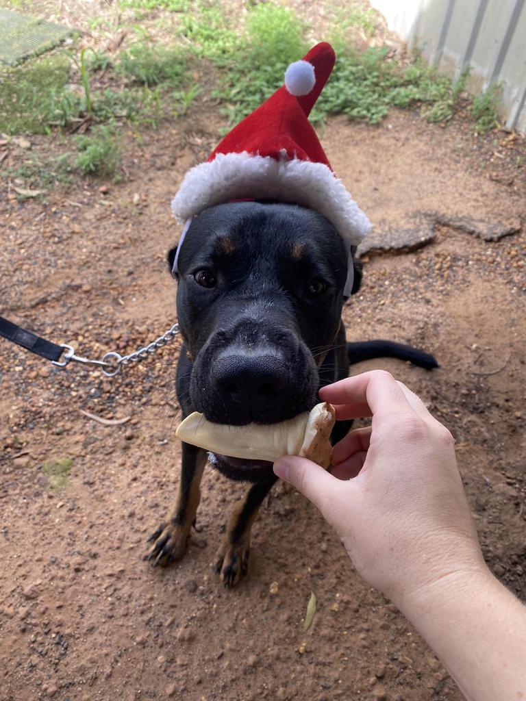 Volunteers brought Christmas cheer to the animals at the Brave Companion Dog Rescue Centre in Laidley on Christmas Day.