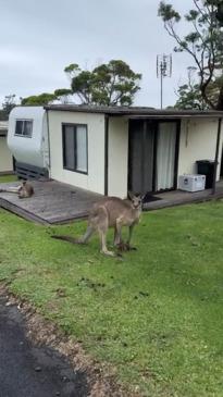 Mob of kangaroos stand guard in front of Aussie houses