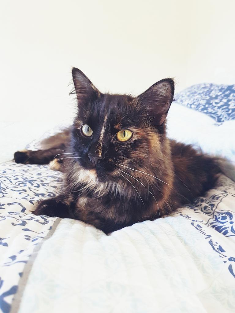 72. This is Willow. She is a Maine Coon Cross. She is nearly 3 years old. She loves to play fetch, especially at 2 o'clock in the morning. She loves banana bread but hates bananas. She can be pretty crazy, but she's definitely a cool cat. See more of her craziness @Willowtheterroriser on Instagram! Gemma Parker, Nelson Bay