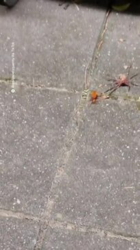 Terrifying moment a wasp battles a huntsman