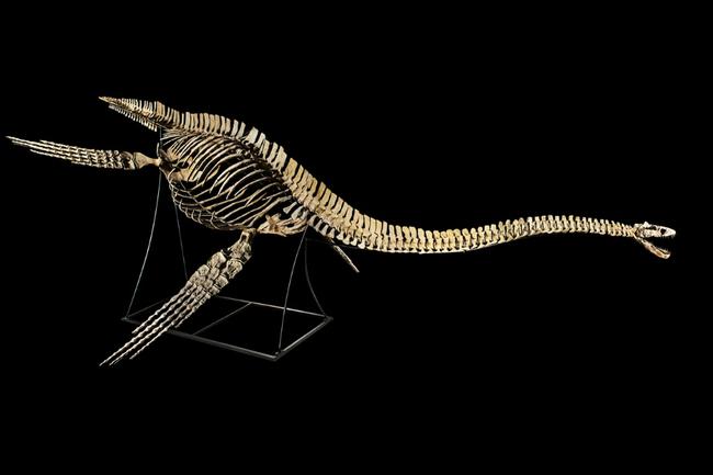 The smuggled fossils included the tooth of a plesiosaurus, one expert said