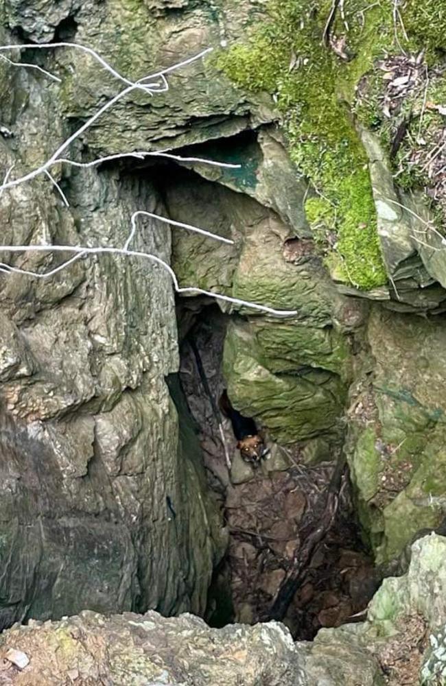 Roxy peers out of the mine shaft at 8am on Wednesday. Picture: Supplied / Derek Gibson