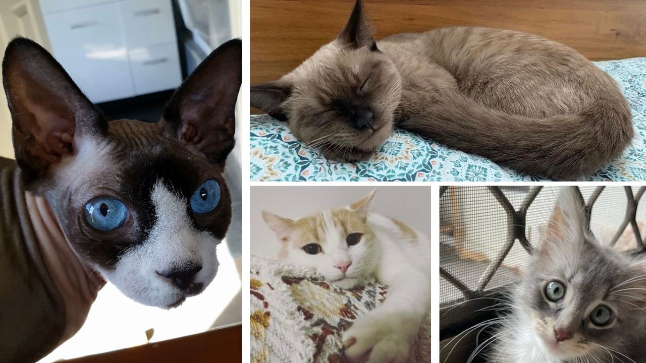 Townsville’s cutest cats poll opens | Townsville Bulletin