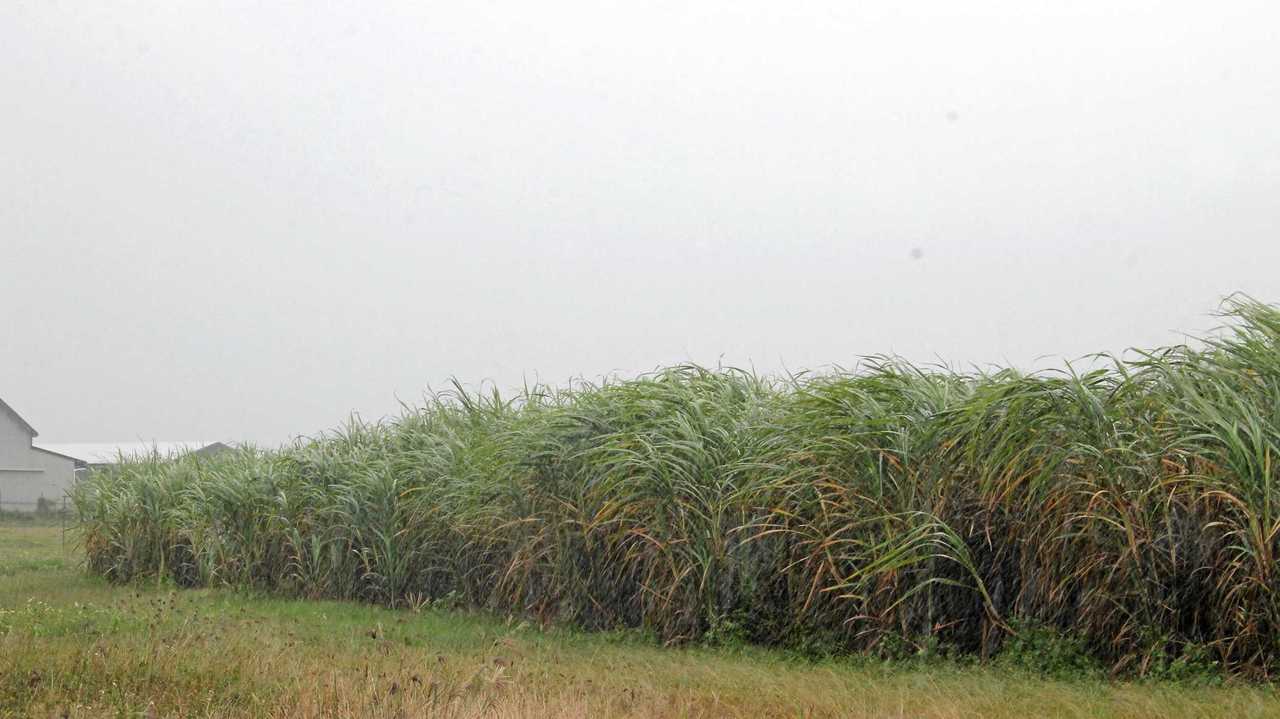 Rain brings cane crushing season to a halt | The Courier Mail