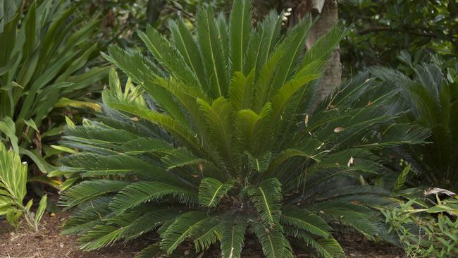 A sago palm, or cycad, which can be toxic to dogs when ingested.