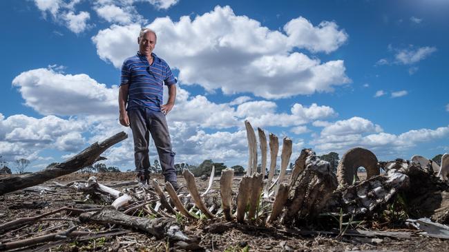 Farmer Steve Harrison behind a dead sheep at his drought-affected property in Giffard West. Picture: Jake Nowakowski