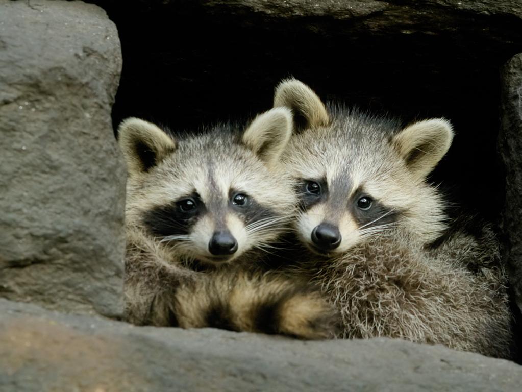 Raccoon kits in their high-rise den, New York in nature documentary The Americas. Photo by: BBC Studios