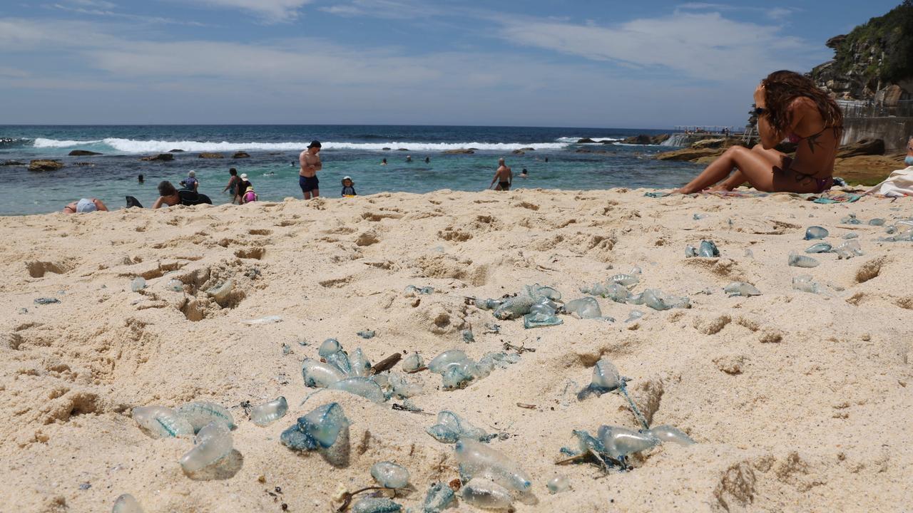 The bluebottles washed up on Bronte Beach from Wednesday. Picture: Rohan Kelly.