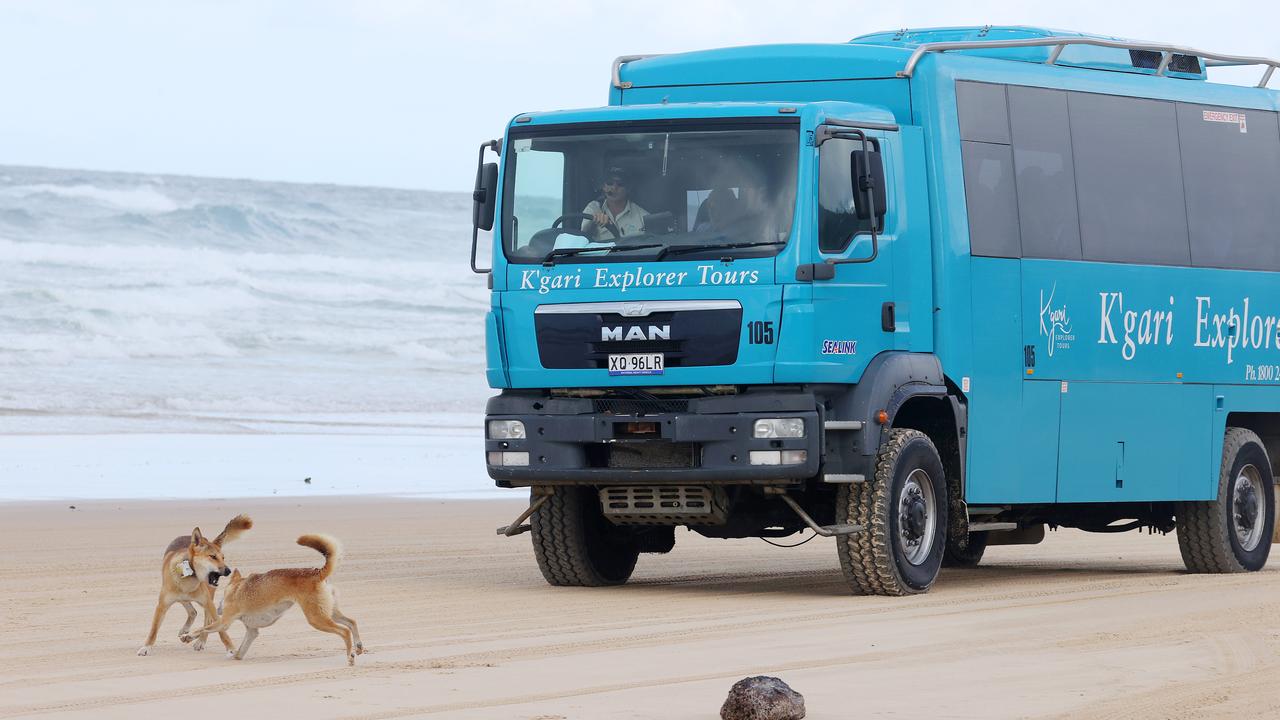 Dingoes show no fear as a tourist bus approaches. Picture: Liam Kidston