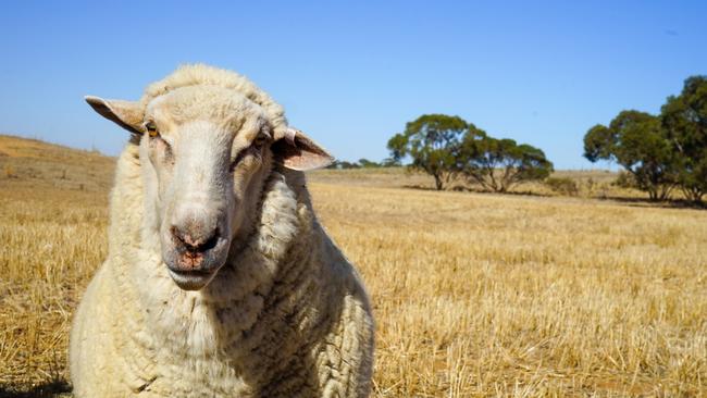 Sarah White's pet sheep Otis, at Netherby. Picture: Rachel Simmonds