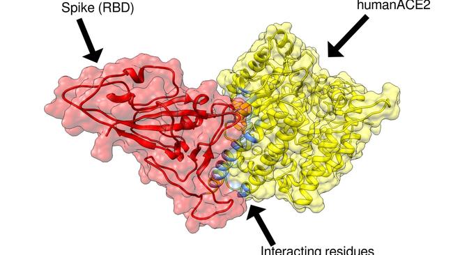 A graphic of Professor Nikolai Petrovsky’s vaccine work.