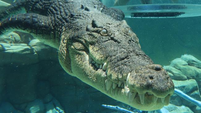 Visitors can take an up close look at large saltwater crocodiles during the Cage of Death croc dive.