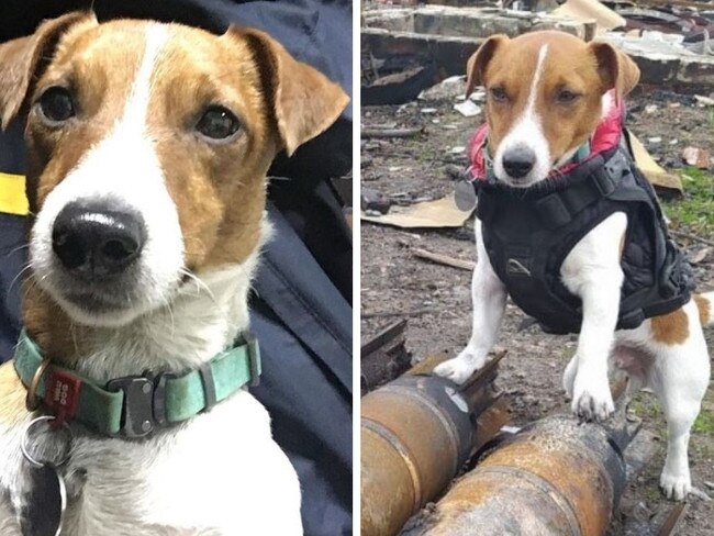 Pet Jack Russell becomes Ukrainian war hero