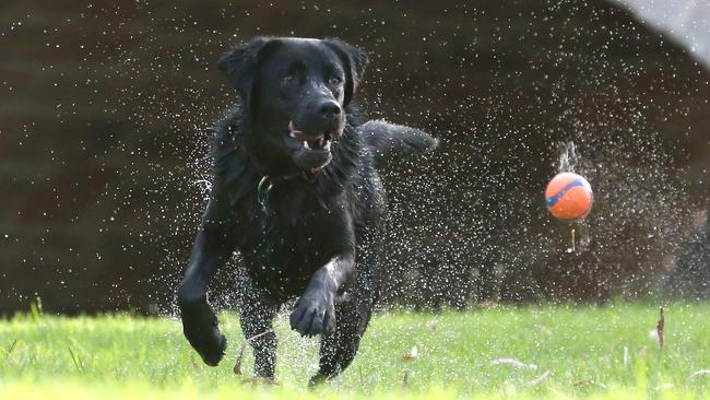 Douglas Shire Council is considering new off-leash dog parks for the region.