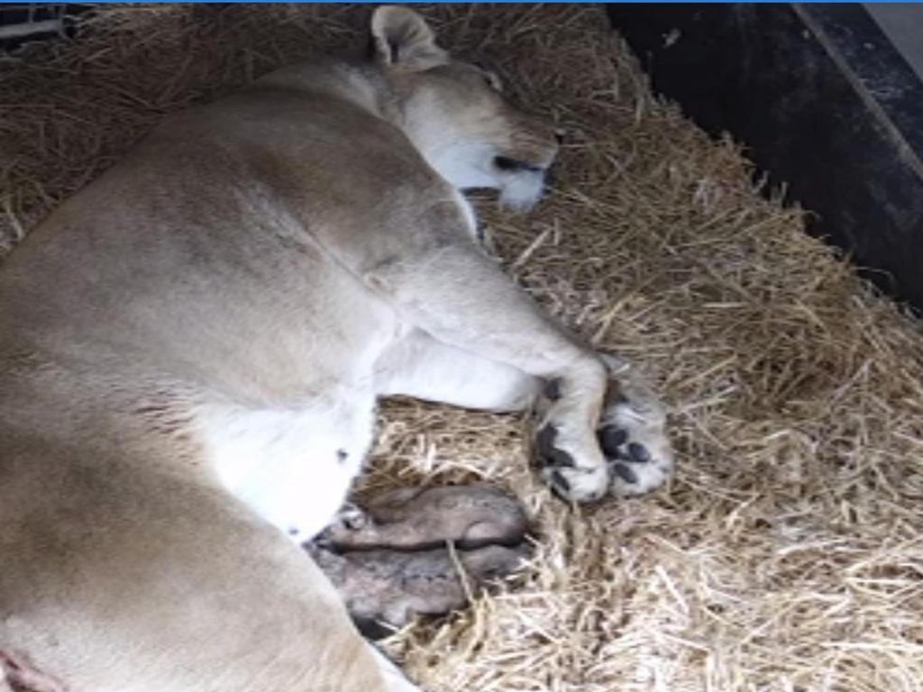 Lioness death: Mother dies from complications experienced during birth ...