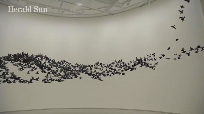 Incredible timelapse shows Murmuration creation