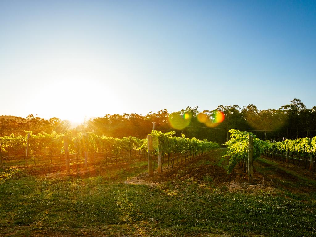 <h2>TASTE THE PRODUCE IN MARGARET RIVER</h2> Head to WA’s premium wine region and enjoy a weekend hopping between wineries, restaurants, stunning beaches and ancient caves. <a href="https://www.margaretriver.com/" target="_blank">Margaret River</a> is blessed with abundant sunshine having evolved from a surfing town to a region where you’ll be spoilt for choice. With over 100 wineries, plus boutique shops selling delicious treats such as chocolate and cheese, this must-see spot is just 3.5 hours’ drive from Perth, along the scenic coast or through picturesque countryside.