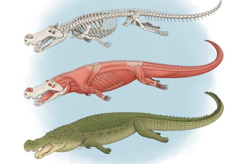 The ‘Terror Crocodile’ Deinosuchus lived in what is now North America.