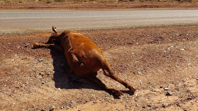 Mineral Resources faces an investigation over allegations cattle became stuck in its earthworks has had to euthanised, and that others were cut off from water. Picture: Supplied