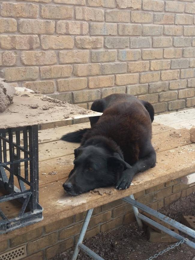 Luke's dog Jack, which was also was killed in the crash, seen at a worksite. Picture: Facebook.