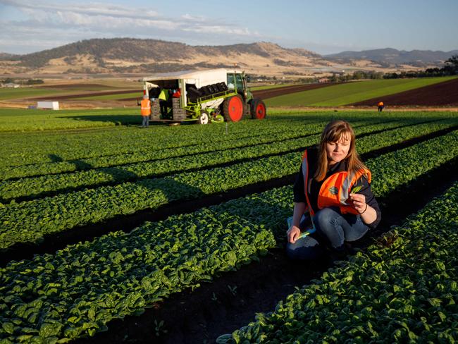 10/03/2017 - Petra Doust, crop production manager at Tasmanian salad leaf producer Houston's Farm with a spinach crop at the companies Richmond farm in the Coal River Valley in southern Tasmania.For a story on a new $200million national Food Agility Cooperative Research Centre. Picture by Peter Mathew/The AustralianPetra Doust, crop production manager at Tasmanian salad leaf producer Houston's Farm with a spinach crop at the companies Richmond farm in the Coal River Valley in southern Tasmania.For a story on a new $200million national Food Agility Cooperative Research Centre.10/03/2017picture by Peter Mathew