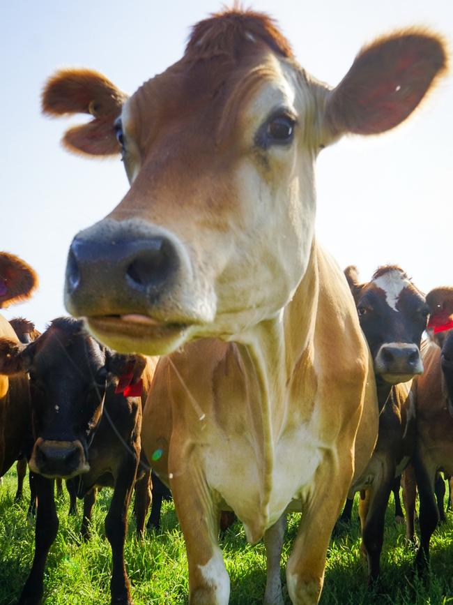 Kyabram dairy farmer Brooke Monk's "rainbow herd". Dairy cows. Picture: Rachel Simmonds