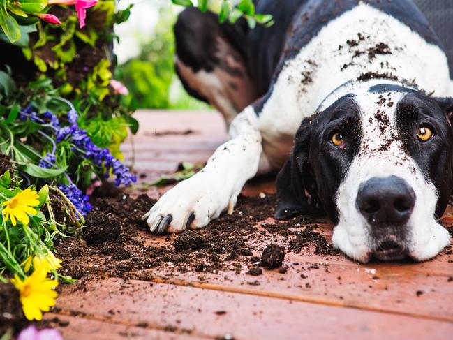 Quilty Great Dane istock image