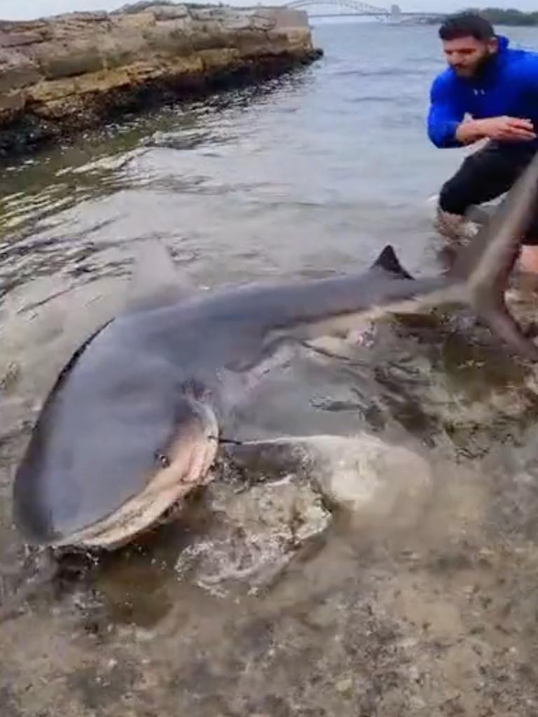 Two men found a bull shark in Sydney Harbour.