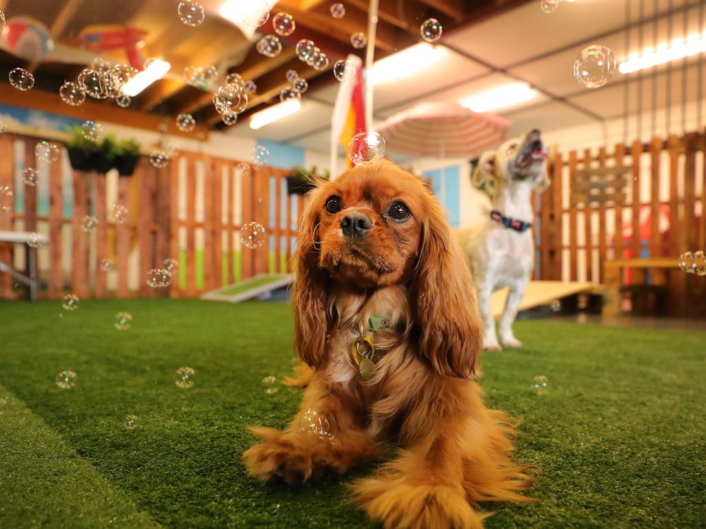 Rueben the Cavalier King Charles Spaniel and Jesse the Maltese cross sample the new Doggy daycare centre at Arundel, Pawesome Academy. Picture Glenn Hampson