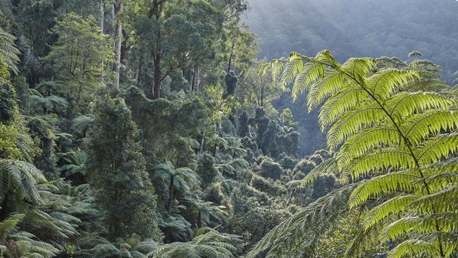 The Kuark forest is located in far East Gippsland, Victoria. Source: GECO/Rob Blakers