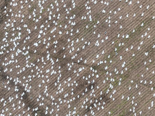 TOPSHOT - Snow geese take off from a field in Ruthsburg, Maryland, on January 25, 2023. - A new strain of highly pathogenic avian influenza â commonly called bird flu â has killed around 1,600 snow geese in two separate areas of Colorado since November, according to state wildlife officials. (Photo by Jim WATSON / AFP)