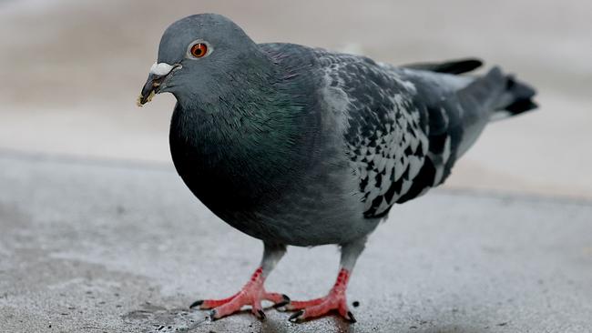 SYDNEY, AUSTRALIA - NewsWire Photos JUNE 21st, 2021: A pigeon in Sydney. Picture: NCA NewsWire / Dylan Coker