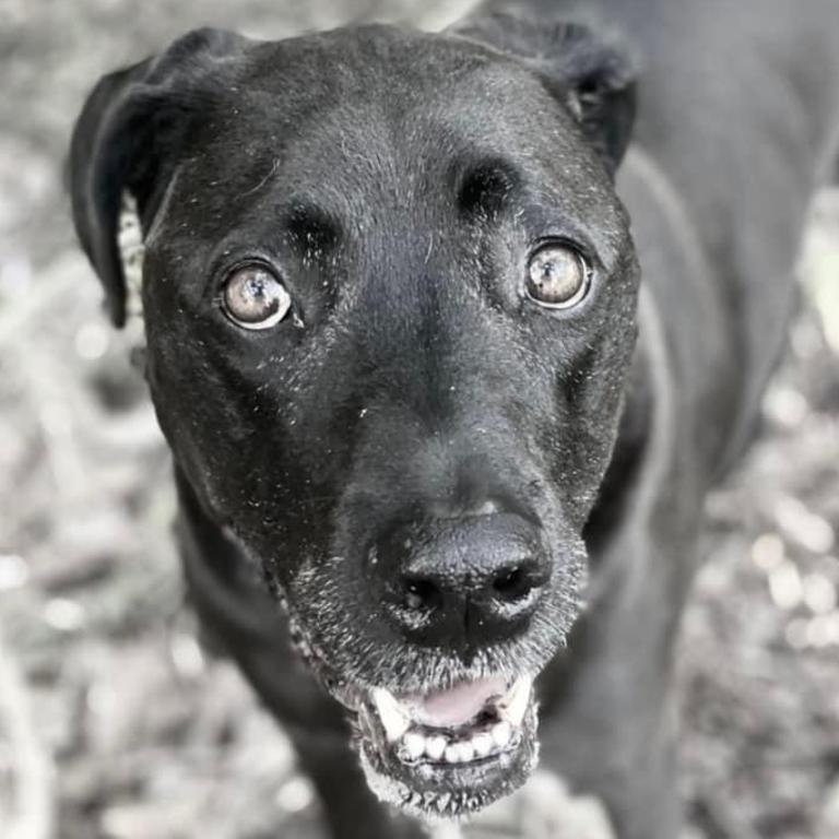 Avalon Beach, Careel Bay dog owners on watch after pooch dies from rat ...