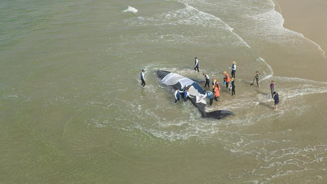 A team of people attempted to refloat the whale. Picture: Craig Parry