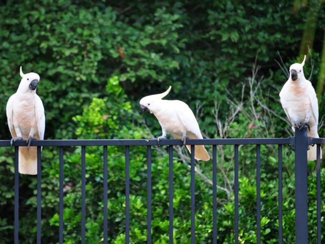 Here are some photos taken this week in my backyard: Cockatoos visiting the pool Regards, Adrian Bohl Freshwater