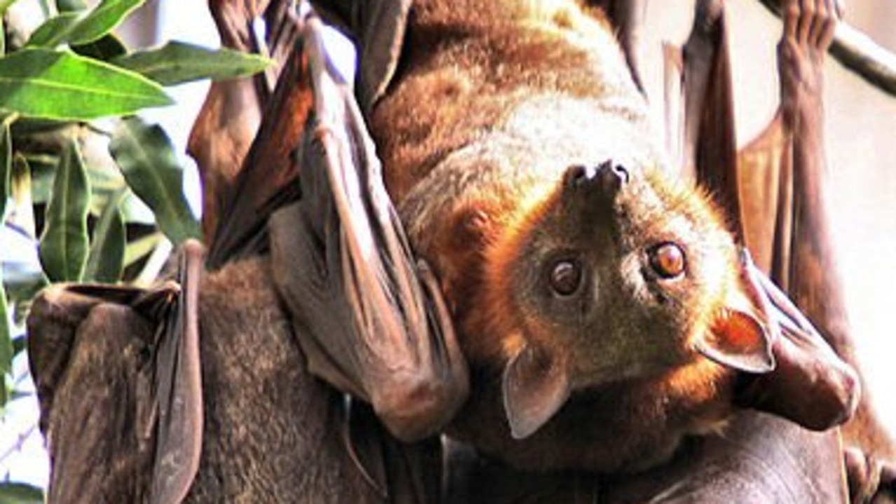 Burnett residents beg for better options to deal with bat ‘plague’