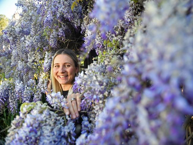 30/09/19 - Mari Du Plessis amongst the wisteria at Veale Gardens on South Terrace.Picture: Tom Huntley