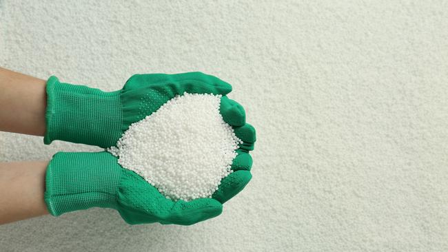 Woman holding pile of granular mineral fertilizer over grains, top view. Space for text. Picture: iStock