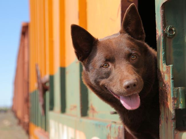 Koko played the notorious kelpie in the Red Dog movie. Photo supplied by ScreenWest. Photo by David Darcy. MUST CREDIT.