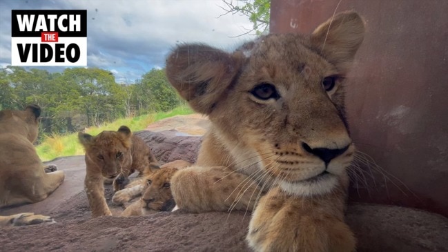 Taronga Zoo is going cub crazy