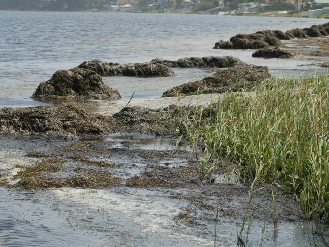 Weed on foreshore of Canton beach, North Tuggerah Lake.