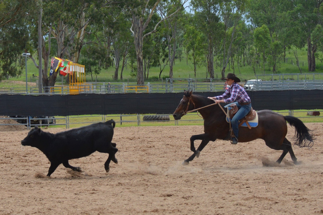 Riley Curr riding in the Cooyar Campdraft at the 71st annual Cooyar Show. Picture: Kate McCormack