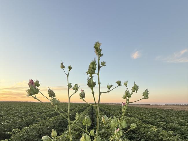 Cotton at Coleambally in the Murrumbidgee Irrigation Area. Picture: Supplied