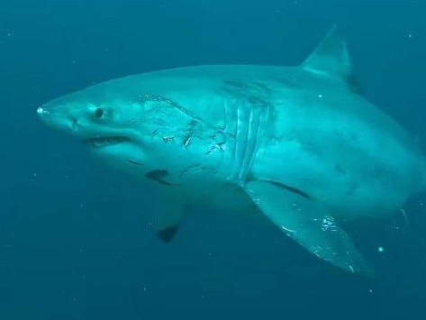 Shark spotted near bali. Picture: Instagram