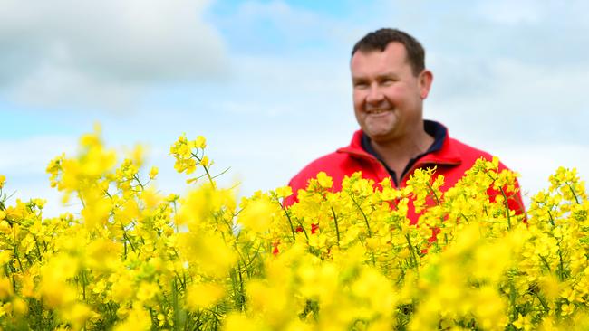 Mellow yellow: Matthew Hinkley in a canola crop on his farm near Derrinallum in Victoria’s Western District.