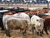 Agricultural exports to fall despite improved outlook: ABARES