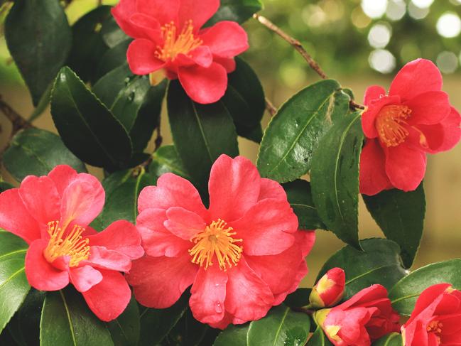 Sasanqua camellia tree in a garden