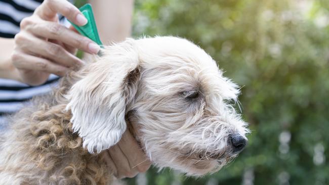 Dog owners should check their pets for ticks regularly. Picture: iStock